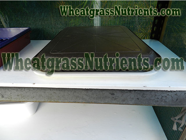 Cover the wheatgrass tray